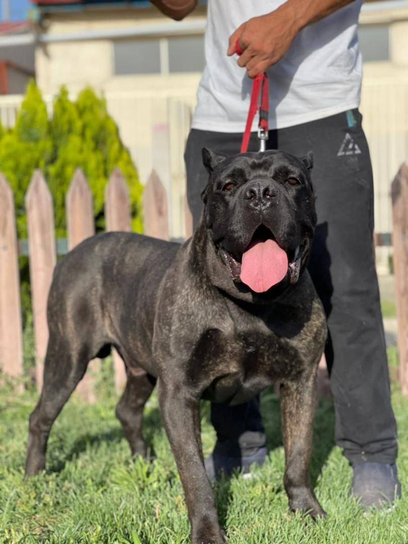 مولد نژاد کن کورسو بارون